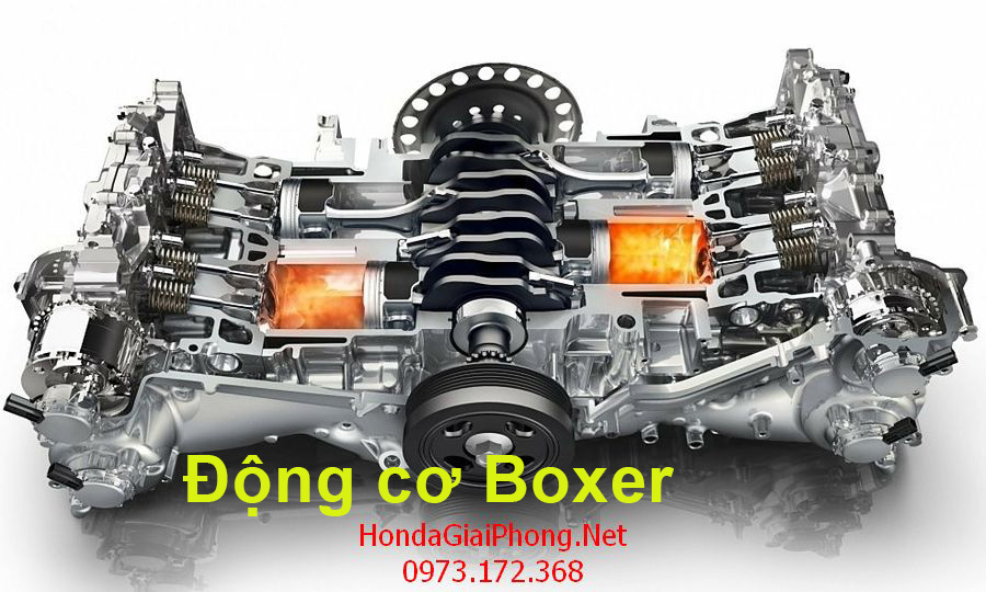 dong co boxer